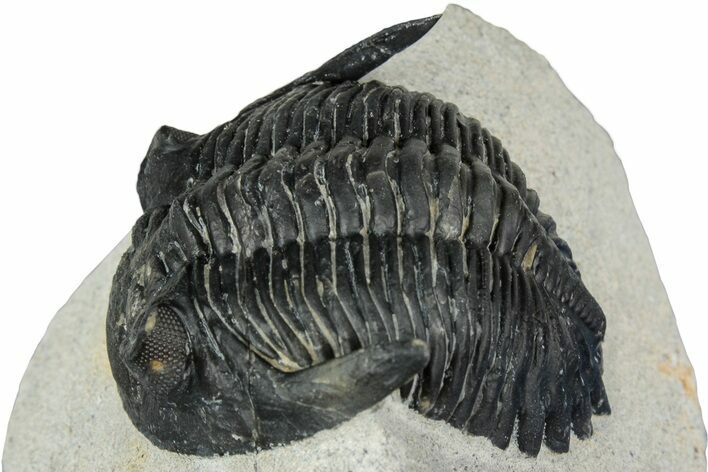 Detailed Hollardops Trilobite - Ofaten, Morocco #347778